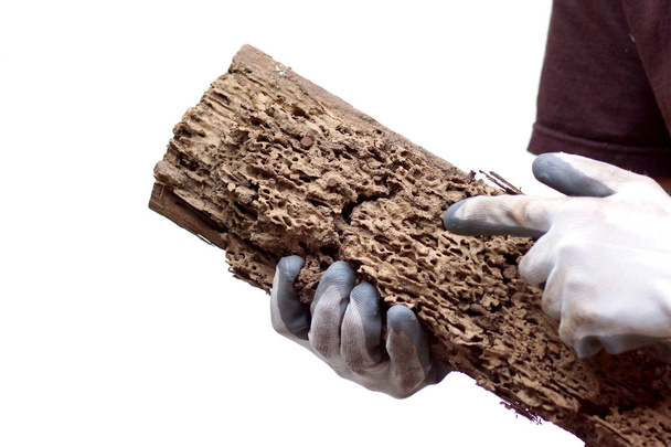 Bir marangozun eli beyaz karıncaların tahtalarını işaret ediyor.                                 - Fotoğraf, Görsel