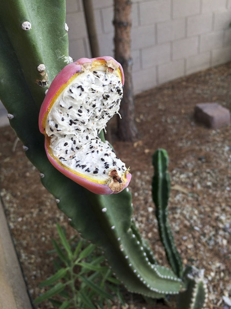 Fruit rouge ouvert avec remplissage blanc et graines minuscules noires, Arizona arrière-cour avec cactus de jardin
 - Photo, image