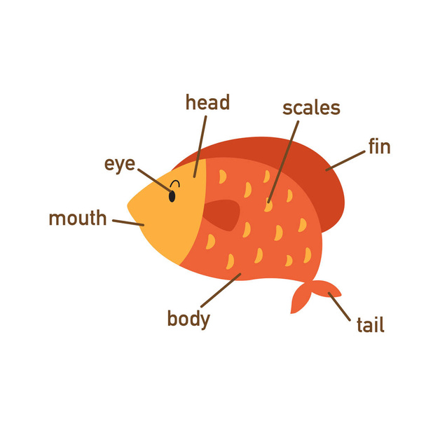 Illustration du vocabulaire du poisson partie de body.vector
 - Vecteur, image