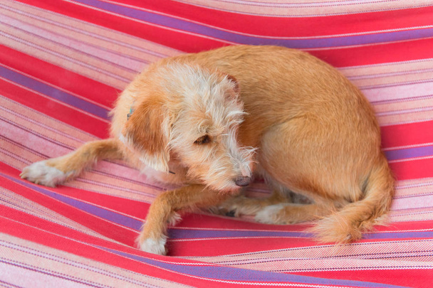 Portrait outdoor little cross breed dog in colorful striped hammock - Foto, Imagem
