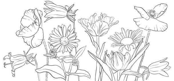 vector drawing poppy flowers - Vetor, Imagem