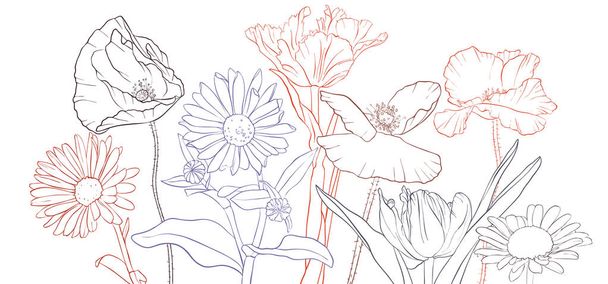 vector drawing poppy flowers - Vektör, Görsel