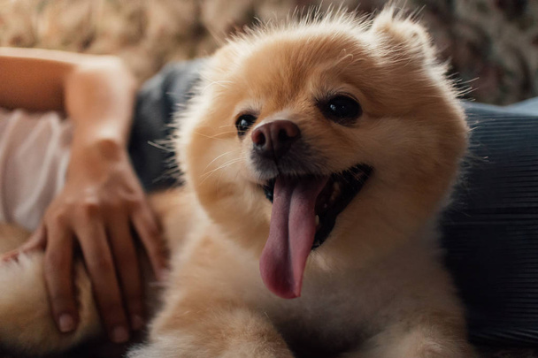 Cute brown Pomeranian home dog in the owner house. - 写真・画像