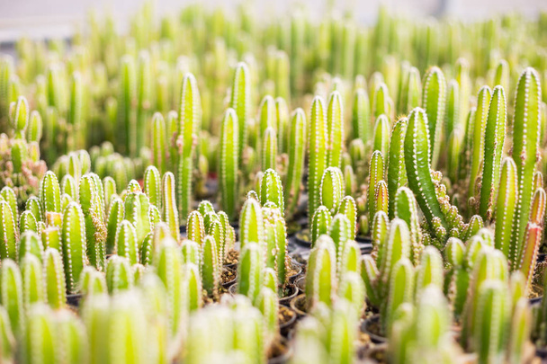 Kaktus mnoho variant v hrnci k výsadbě uspořádané do řádků select a měkké zaměření. Kaktus pozadí a textury nebo kopírovat prostor. - Fotografie, Obrázek