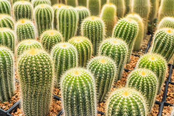 Kaktusz sok változata a pot ültetés rendezett sorok kiválasztása és lágy fókusz. Kaktusz háttér és textúra, vagy másolás tér. - Fotó, kép