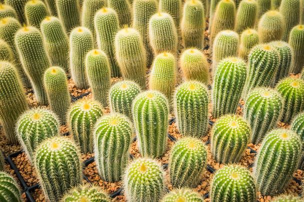 Cactus muitas variantes no potenciômetro para plantar arranjado nas fileiras selecionam e foco macio. Cactus fundo e textura ou espaço de cópia
. - Foto, Imagem