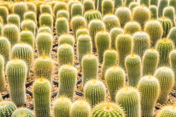 Kaktus mnoho variant v hrnci k výsadbě uspořádané do řádků select a měkké zaměření. Kaktus pozadí a textury nebo kopírovat prostor. - Fotografie, Obrázek