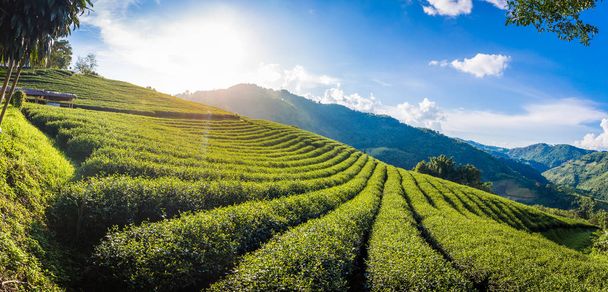Hermosa vista panorámica del paisaje de 101 plantación de té en brillante día sobre fondo de cielo azul, atracción turística en Doi Mae Salong Mae Fah Luang Chiang Rai provincia en Tailandia
. - Foto, imagen