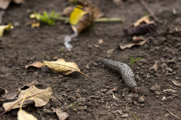 Limax maximus - leopard slug crawling on the ground among the leaves and leaves a trail - Photo, Image