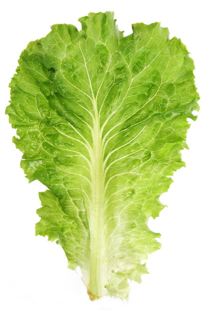 Лист салата
 - Фото, изображение