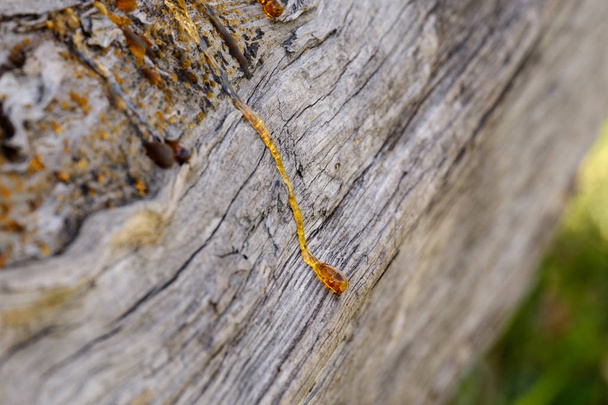 a drop of resin on a dried tree of gray color, orange resin flowing from the wood - Photo, Image