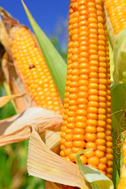Спелые кукурузы в сельской местности
.  - Фото, изображение