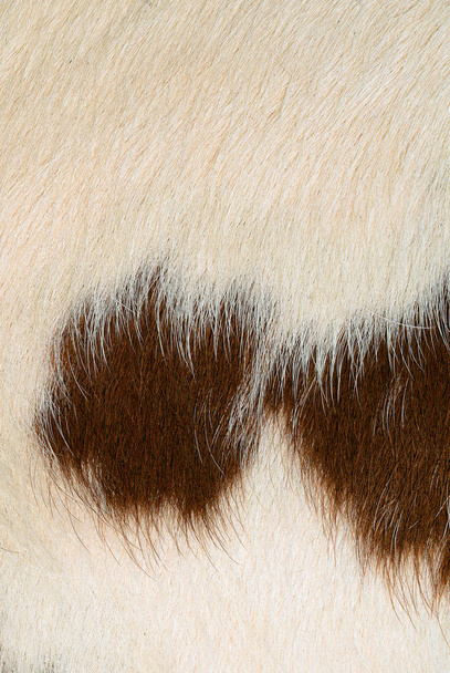 Fragment of a skin of a cow - Photo, Image