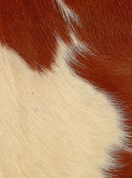 fragment z kůže kráva - Fotografie, Obrázek