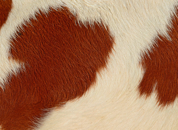 fragment skóry krowy - Zdjęcie, obraz