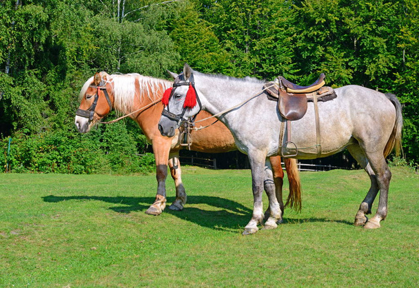 lovak egy nyári legelőn - Fotó, kép