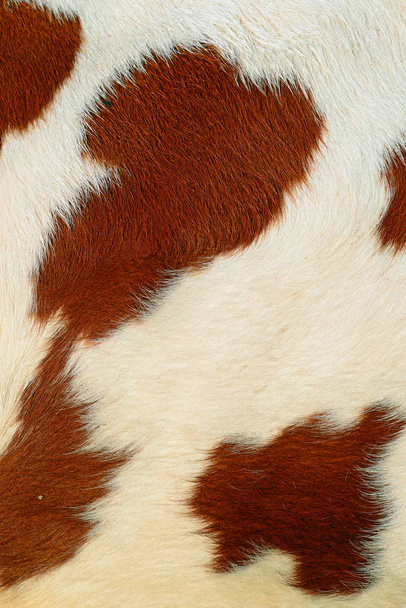 θραύσμα από ένα δέρμα μιας αγελάδας - Φωτογραφία, εικόνα