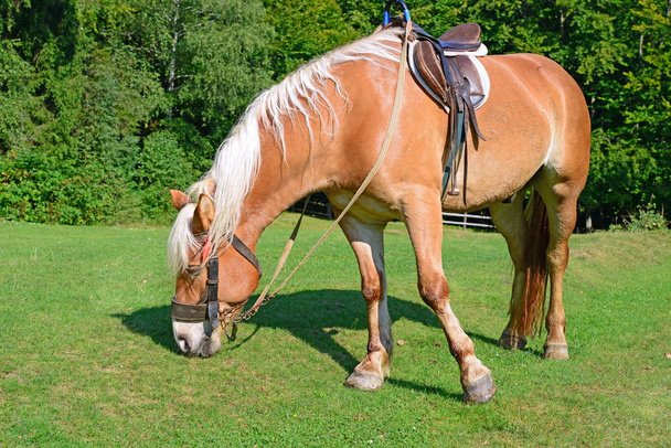 Лошадь на летнем пастбище - Фото, изображение