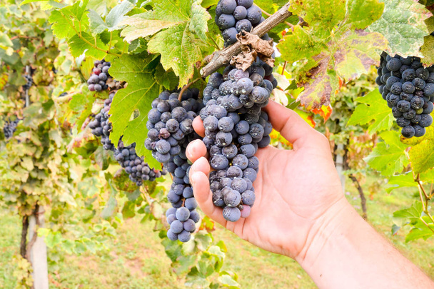 winogron w winnicy, piękne zdjęcie cyfrowe zdjęcie - Zdjęcie, obraz