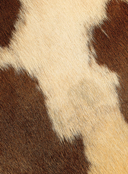 θραύσμα από ένα δέρμα μιας αγελάδας - Φωτογραφία, εικόνα