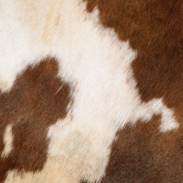 Fragment of a skin of a cow - Photo, Image