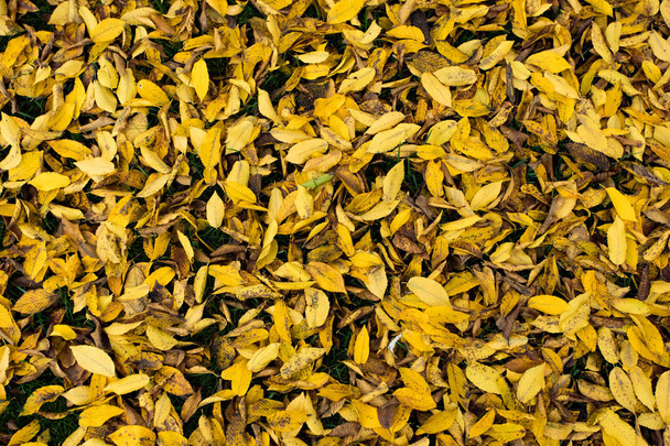 Autumn leaves - Φωτογραφία, εικόνα