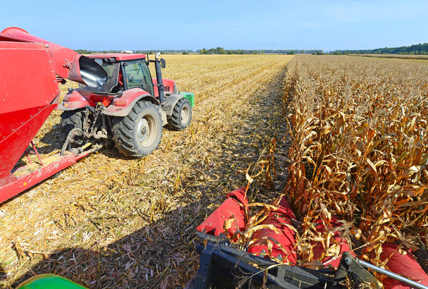 Трактор з причепом для транспортування зерна для збору кукурудзи
. - Фото, зображення