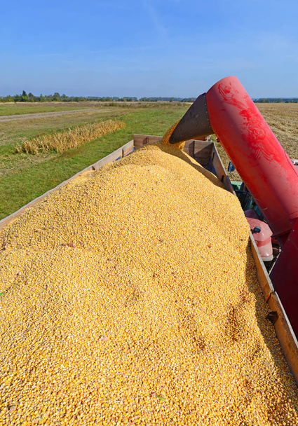 Overloading of maize from the hopper to the tractor vehicle.  - Photo, Image