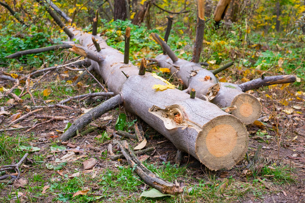 Wycinanie starych drzew w parku. Drewno sosnowe, uszkodzone przez korniki. - Zdjęcie, obraz