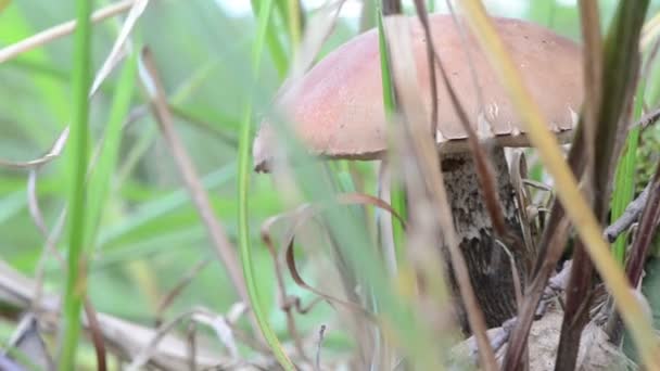зміна фокусу червоний шапка гриб вирощувати зелену траву рухати вітер
 - Кадри, відео