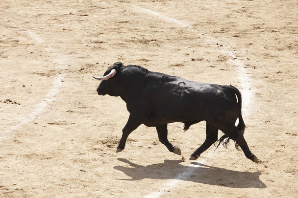 Harci bika az arénában. Bikaviadal-aréna. Toro bravo. Spanyolország. Vízszintes - Fotó, kép
