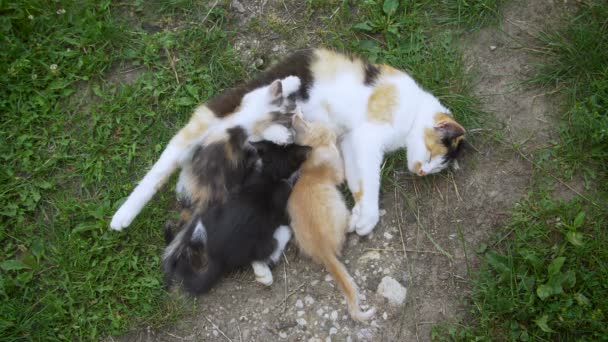Kočka kojící její malá koťata - Záběry, video