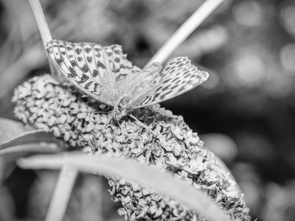 Kelebek mor çiçek açan üzerinde kelebek bush. Bir süs veya doku olarak küçük pembe-mor çiçekler - Fotoğraf, Görsel