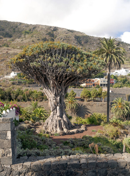 A Tenerife szigetén Milleniumi sárkányfa - Fotó, kép