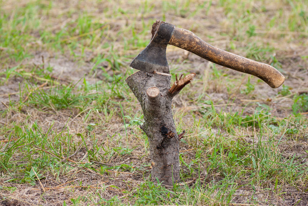 Retrato ao ar livre de um machado velho preso um tronco de cerejeira
 - Foto, Imagem