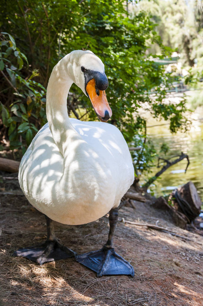 Swans are birds of the family Anatidae within the genus Cygnus. The swans' close relatives include the geese and ducks. - Photo, Image