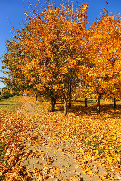 Image de fond colorée de l'automne, feuilles d'automne tombées idéales pour une utilisation saisonnière comme fond pour un calendrier, carte postale. Vue d'automne avec des feuilles jaune vif et rouge par une journée ensoleillée
 - Photo, image