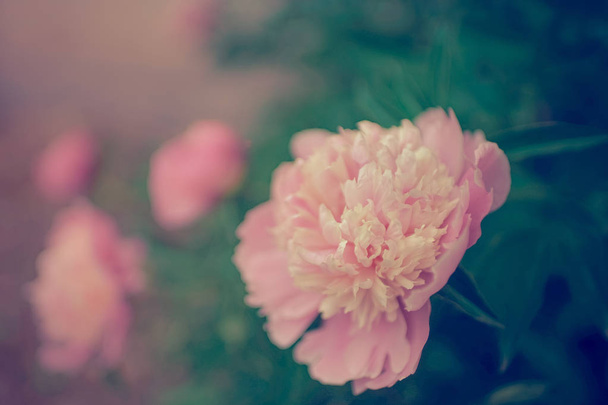 Красивый мечтательный цветочный фон с розовыми пионскими цветами
 - Фото, изображение