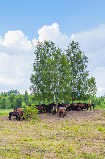 Pferdeherde auf einer von Birkenwäldern umgebenen Weide - Foto, Bild