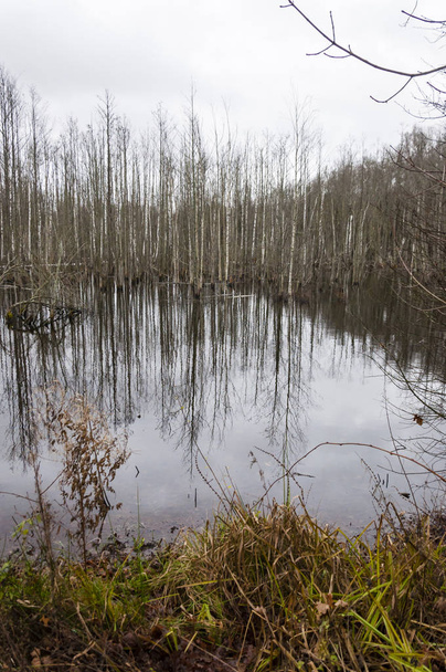 Les forêts inondées sont devenues marécageuses. Lituanie
 - Photo, image
