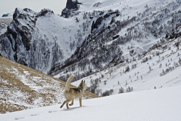 Young husky dog hiking in the mountains - Foto, afbeelding