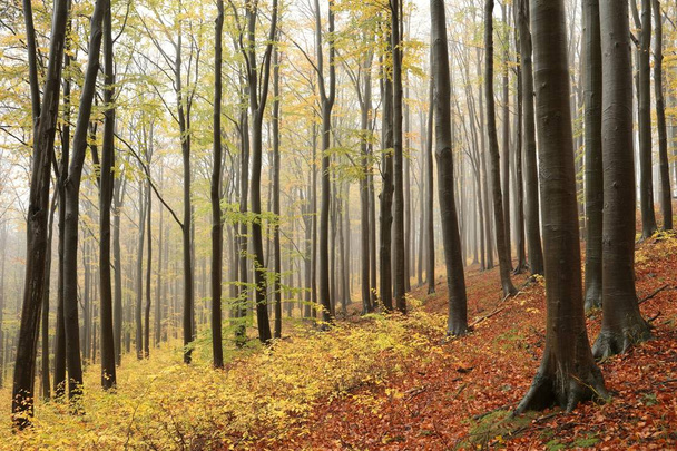 Осенний лес бука в тумане - Фото, изображение