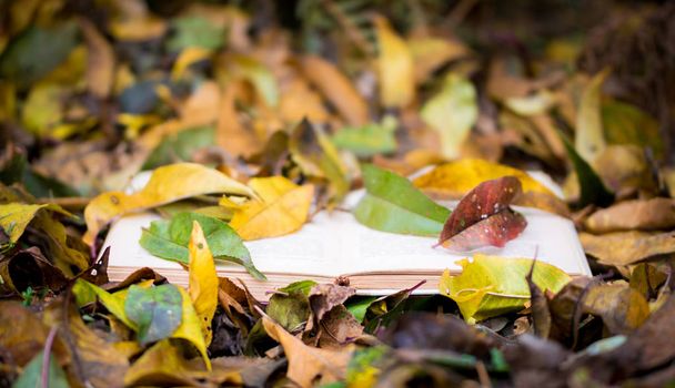 Stará papírová kniha a podzimní zahrada s padlým žlutým listím - Fotografie, Obrázek