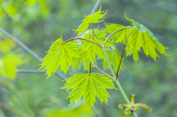Rama de arce de primavera con hojas verdes abiertas jóvenes
 - Foto, imagen