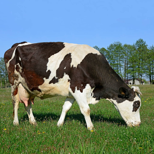 κοντινό πλάνο της όμορφης ασπρόμαυρης αγελάδας στο λιβάδι - Φωτογραφία, εικόνα