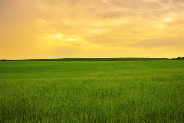 Зелене поле трави під помаранчевим хмарним небом
 - Фото, зображення
