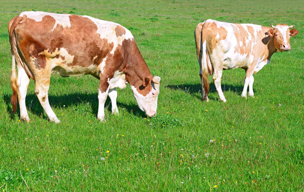 Lehmät kesälaitumella kesän maaseudulla
. - Valokuva, kuva