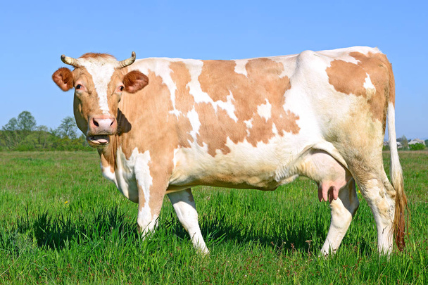 primer plano de hermosa vaca marrón y blanca en el prado - Foto, Imagen