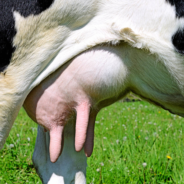 Udder of a young cow, close up - Fotoğraf, Görsel