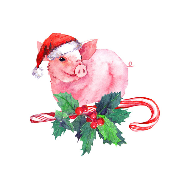 Sweet pig in red santa hat on candy cane, xmas mistletoe. Watercolor for Christmas, New Year 2019 - Zdjęcie, obraz